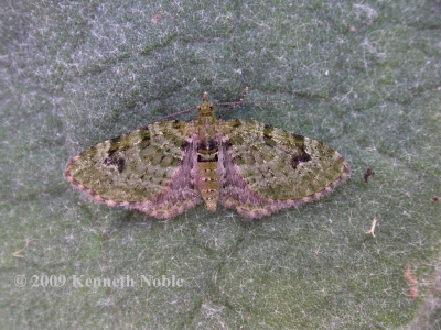 v-pug (Chloroclystis v-ata) Kenneth Noble